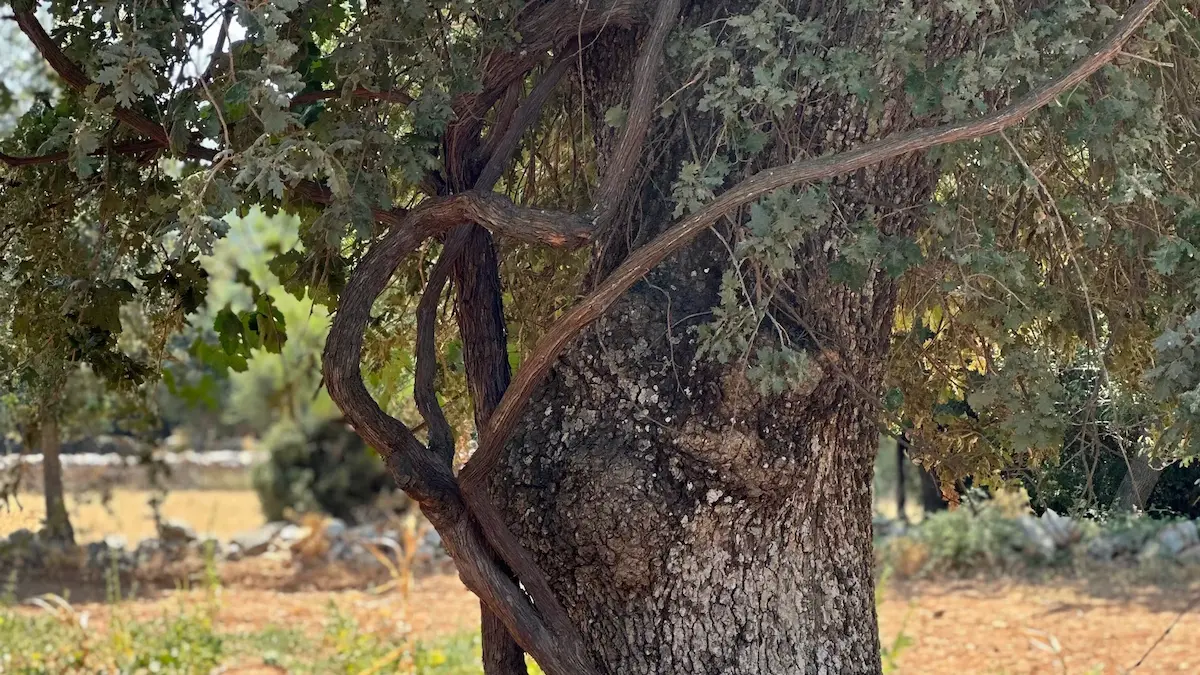 Married Vine