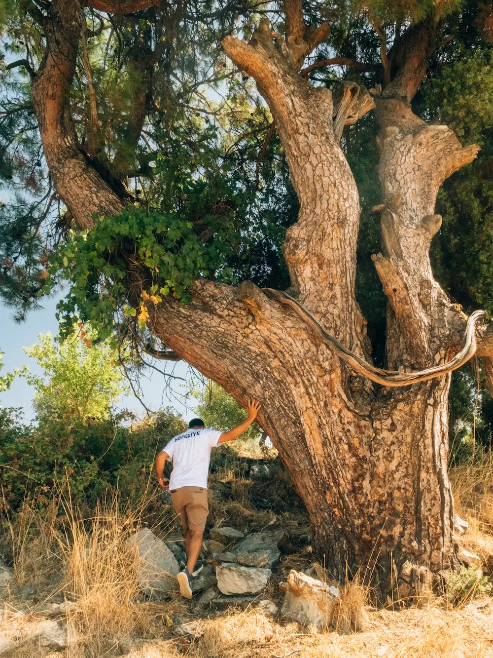 Old Vine